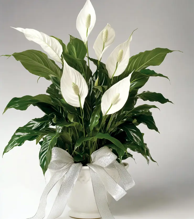 Peace Lily
