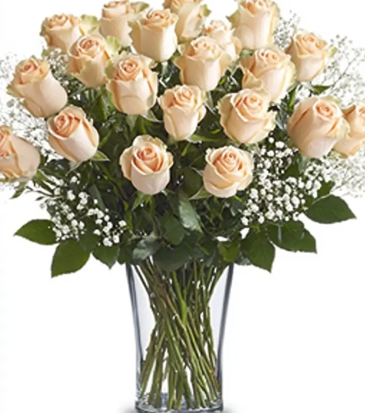Creamy Velvety Roses
