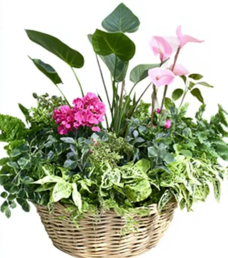 The Rich Lush Plants Collection