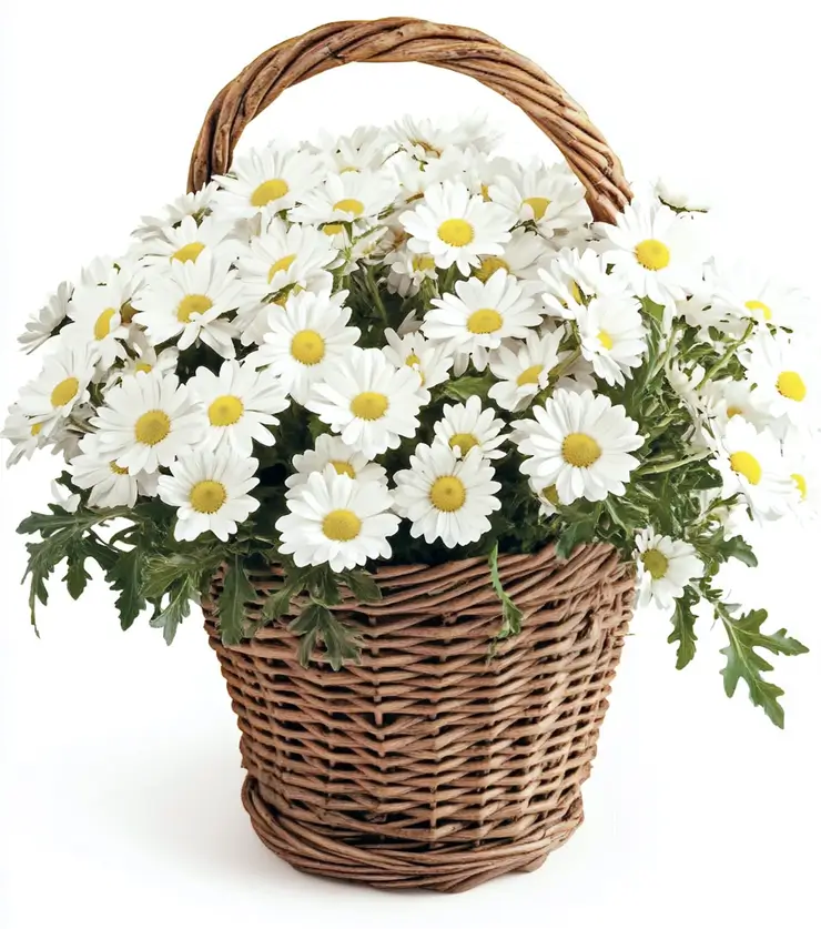 Rustic Basket of Daisies