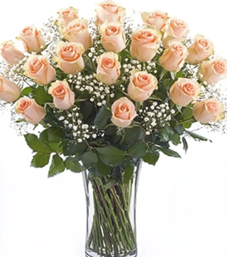 Creamy Velvety Roses